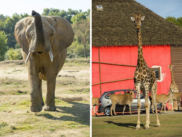 rencontre avec les dauphins planete sauvage avis