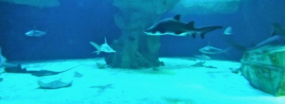 aquarium-ocearium-croisic-requins