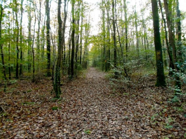 foret-du-gavre