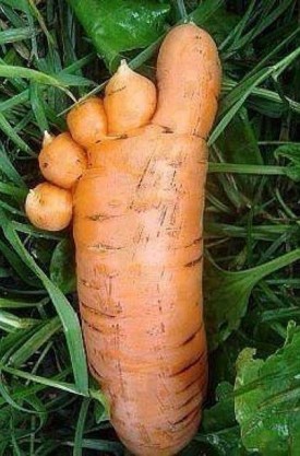 avf-carotte