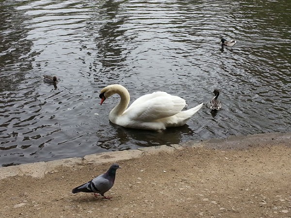 parc-de-la-gaudinière-nantes (2)