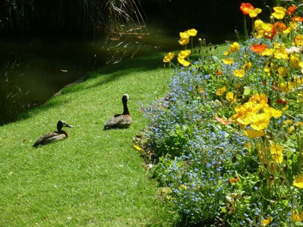 jardin-des-plantes-canards